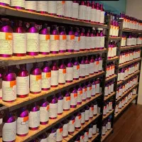 عطر مای وی نکتار و دیگر عطرها عمده