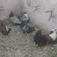 فروش کبوتر . گرفتنی