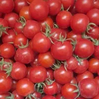گوجه گیلاسی تازه و ارگانیک، طعم واقعی سلامتی
