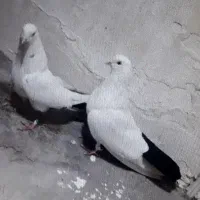 دم سیاه|پرنده|بناب, |دیوار