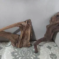 درخت ابنوس اکواریو