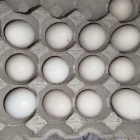 تخم مرغ برهما لایت اصیل
