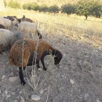 میش داشتی همو