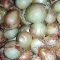 پیاز|خدمات باغبانی و درختکاری|دزفول, |دیوار