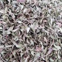 آویشن کوهی