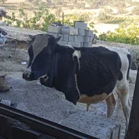حیوانات مزرعه