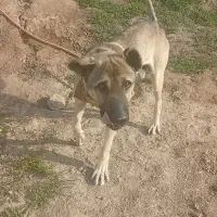 سگ گم شده