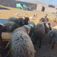 دستگاه درو گر پشت تراکتور