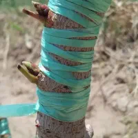 پیوند درخت پسته