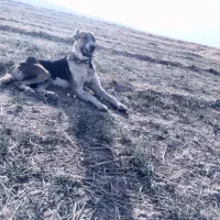 سگ گله