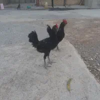 مرغ وخروس گلین