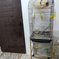 عروس هلندی جفت