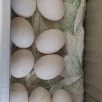 تخم کبوتر موجود هست