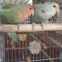 یک جفت طوطی برزیلی