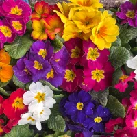 گل پامچال ، بنفشه ، پرمولا