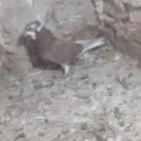 کفتر۱۰۰ تومان|پرنده|مشهد, فاطمیه|دیوار