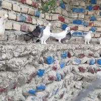 کبوتر پرشی و تژیینی