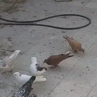 صده سرخ کلاغ دم نر