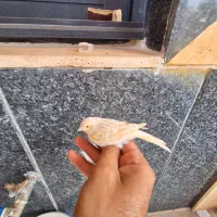 قناری ماده اوپال