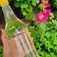 گلاب صدرصد طبیعی خانگی