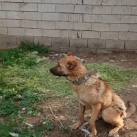 سگ گله و نگهبان خوب