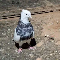 کفتر کبوتر طوقی طوق شازده ای زرین نر