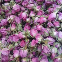 فروش غنچه گل محمدی