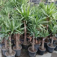 یوکا تنه دار آپارتمانی