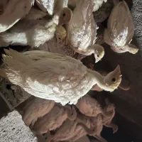 نیمچه بیوتی ۶ وزن بالا سنگین