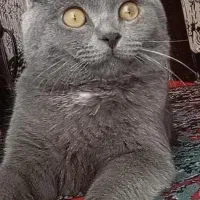 گربه اسکاتیش