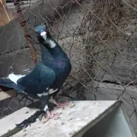 کفتر نر پلنگ کوصه