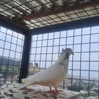 کبوتر تکپر عروسک