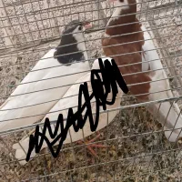 کف تر