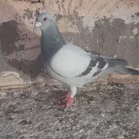 سه تا نر