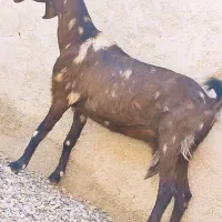 بزمری آبستن دوقلوزا درشت وهیکلی