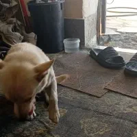 پسر بابا ربوده شده
