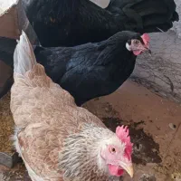 مرغ و خروس مشکی