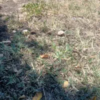 زمین-مسکونی-وتجاری-درتازه-شهر