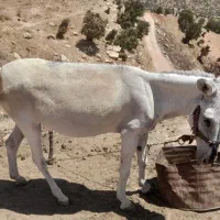 الاغ|حیوانات مزرعه|حمیل, |دیوار
