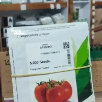 پخش بذر گوجه فرنگی سمینیس