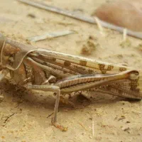 دونه ای ۵ هزار