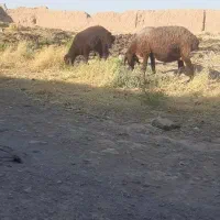 میش وبره نر
