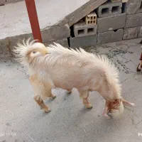 کهره نر