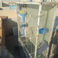 قفس بزرگ پرنده