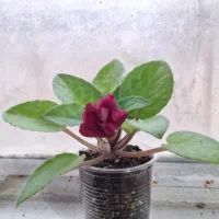 گل بنفشه آفریقایی