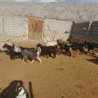 بز بزغاله گوسفند