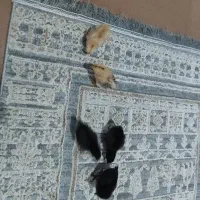 جوجه