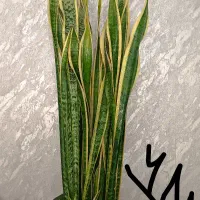 سیکاس