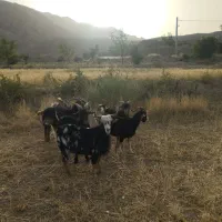 قصاب ماهرمیخای زنگ بزن500ت