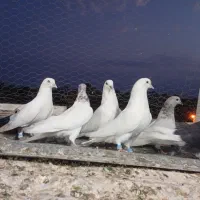 کفتر